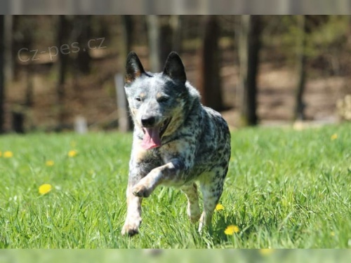 Australsk� hon�ck� pes pro nov�i domovy