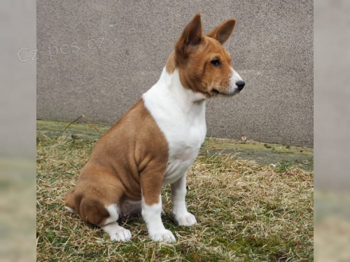 2 Basenji loveck� �t��ata e