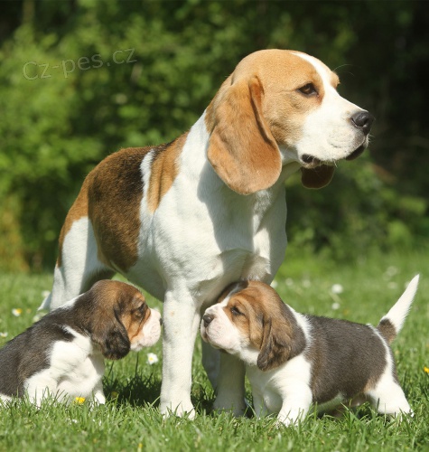 �t��ata  beagle, zoufale pot�ebuj�c� nov� domovy, ne na prodej, ��astn� nov� rok.