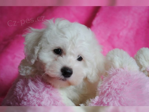 Bichon Fris� pro skute�n� domovy.