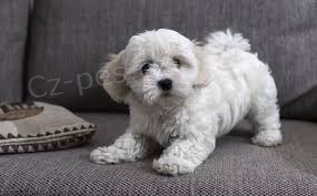 bolonsky 13 t�dn� chlapec a d�vka