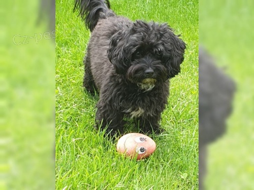 bolonka 14 t�dn� chlapec a d�vka