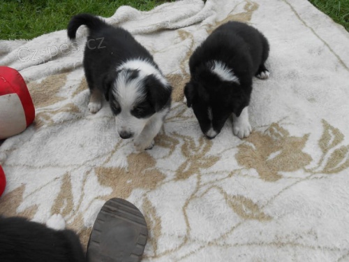 Border Collie �t��ata k dispozici mu� a �ena