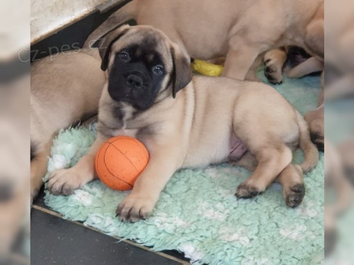 �t��ata jsou  dispozici Bullmastiff pro dobr� p�ijet�