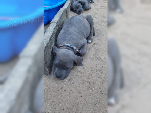 k dispozici �t��ata cane corso