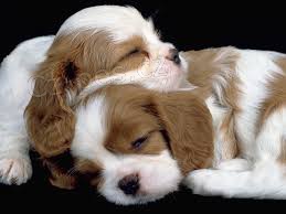 2Kaval�r King  �pan�l �t��ata, kte�� hledaj� nav�dy domovy.