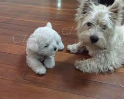 West Highland Terrier mini �t��ata ochotn� m�t nov� domovy
