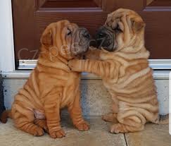 ��nsk� �t��ata Shar-Pei k adopci