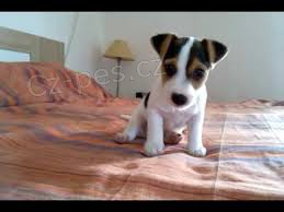 �t��ata Jack Russell Terrier zoufale tou�� po nov�ch rodi��ch