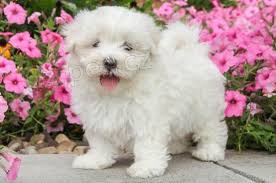 maltezsky  hledat �t��ata nov�ch domov� k adopci.