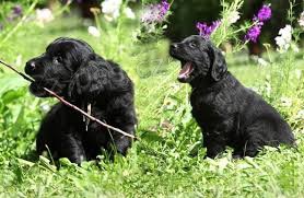 dv� �t��ata Flat Coated Retriever pro l�sku