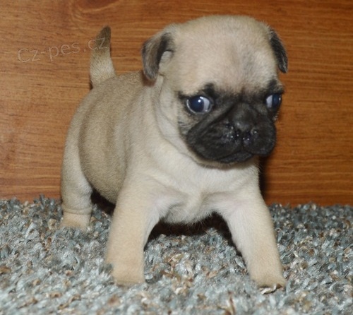 Mops �t��ata k dispozici milovn�k�m mops