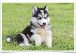 �t���tka sibi�sk�ho husky pro adopci. kontakt pro v�ce informac� a obr�zk�