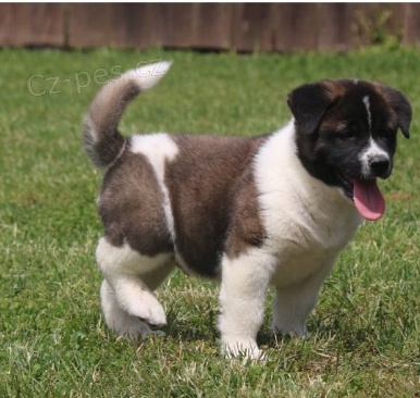 Akita pupiees jsou p�ipraveny k adopci