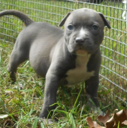 Kr�sn� �t���tka americk�ho staford��rsk�ho teri�ra k adopci.