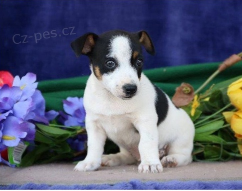 Kr�sn� �t���tka Jacka Russella k adopci.