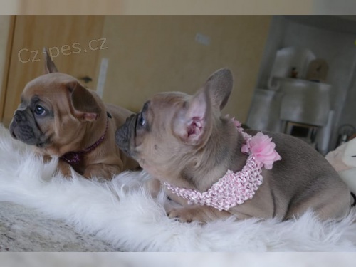 �t��ata Fr. buldoka