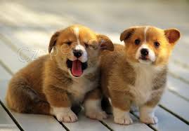 Welsh Pembroke corgi tri barevn� t. Byli vychov�ni v na�em dom� spolu se svou matkou a t�tou. s certifik�tem 5 generace, od�erven� o�kov�n� a mikro�ip