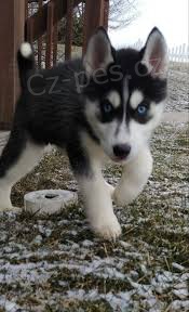 �t���tka sibi�sk�ho husky pro adopci. kontakt pro v�ce informac� a obr�zk�