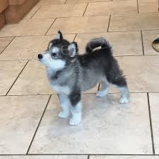 Alja�sk� d�ti Malamute jsou k dispozici co nejd��ve