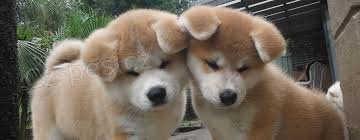 �t��ata akita inu  jsou v�m k dispozici.