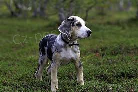 kr�sn� �t���tka dunker  hledaj�c� nov� domovy