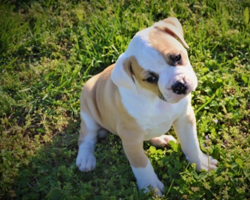 �t��ata americk�ho buldoka jsou p�ipravena potkat sv� nov� rodiny.