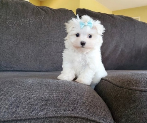 kr�sn� maltsk� �t���tka k adopci