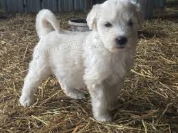 K dispozici jsou pro v�s �t���tka Komodor.