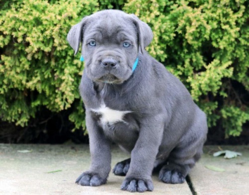 k dispozici �t��ata cane corso