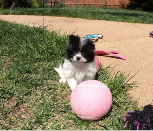 �t��ata Malti Pom jsou p�ipravena do nov�ch domov�