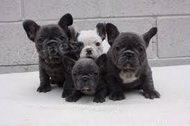 roztomil� francouzsk� buldok �t�n� a fena p�ipraven� pro nov� domov pro v�ce informac� na obr�zku po�lete sv� Whatsapp ��slo