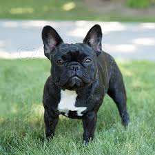 roztomil� francouzsk� buldok �t�n� a fena p�ipraven� pro nov� domov pro v�ce informac� na obr�zku po�lete sv� Whatsapp ��slo