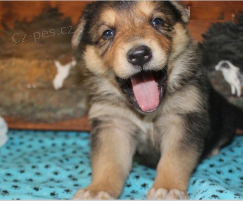 N�meck� australsk� ov��k je p�ipraven na nov� rodiny. (Mu� a �ena)