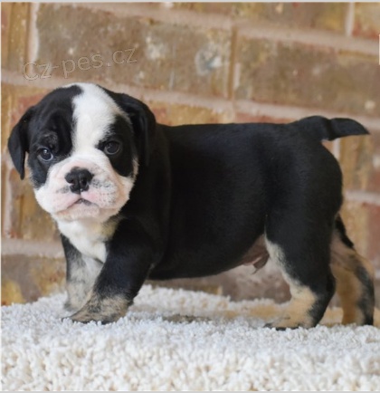 �t��ata anglick�ho buldoka jsou p�ipravena na setk�n� s nov�mi rodinami.