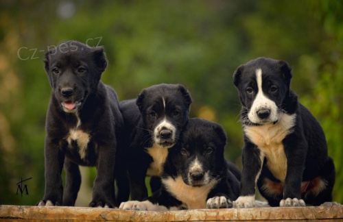 St�edoasijsk� pasteveck� pes