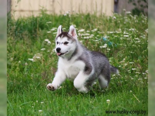 Cistokrevn� �tenata Sibirsky husky s v�born�m rodokmenem.