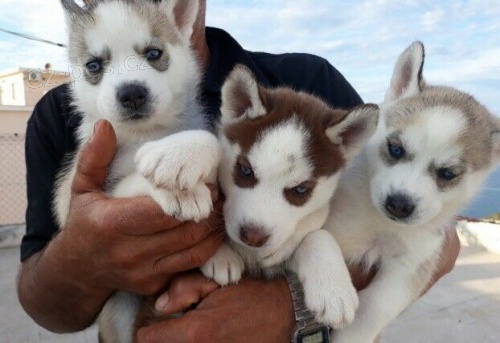 �t��ata sibi�sk�ho husky