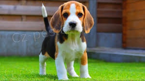 �t��ata beagle beagle