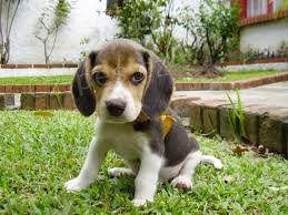 �t��ata beagle beagle