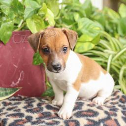 Roztomil� �t���tka jack russell