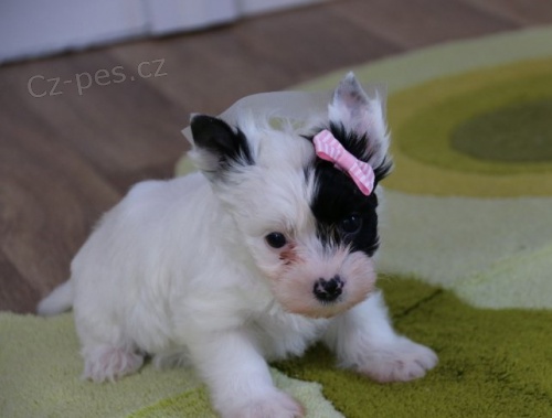 biewer jork��rsk� terier s pp