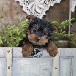 okouzluj�c� Jork��rsk� teri�r