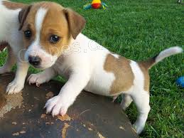 �t��ata  jack russell
