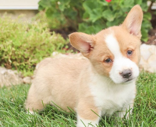 Okouzluj�c� vel�sk� Corgi (Pembroke)