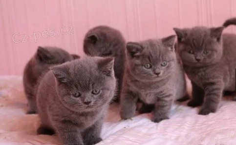 Ko�ata britsk�ho kr�tkosrst�ho k adopci