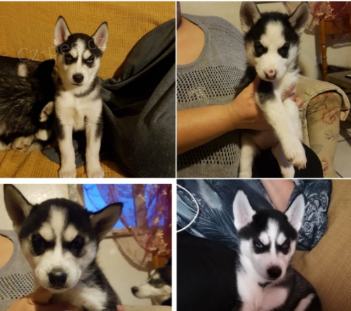 Kr�sn� �t���tka sibi�sk�ho husky.