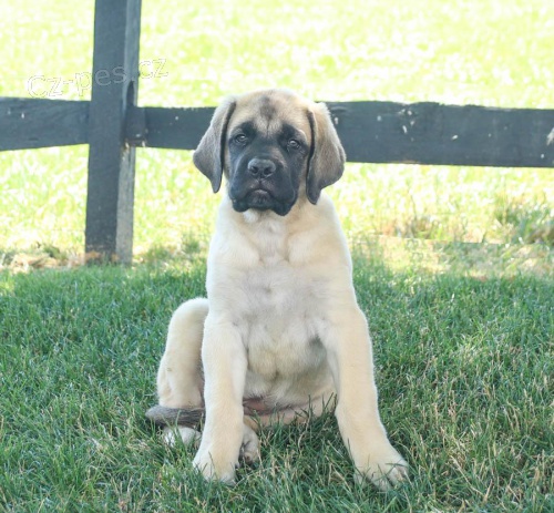 Kr�sn� �t���tka BullMastiff