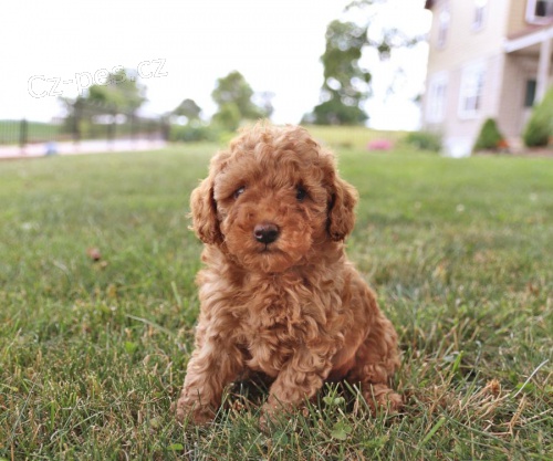 Kr�sn� �t���tka pudla