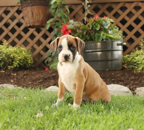 ڞasn� �t���tka boxera pro nov� domov